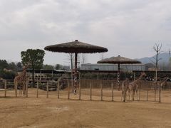 -杭州野生动物世界