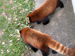 -合肥野生动物园