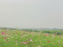 -空港花田景区
