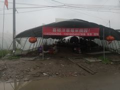 -喜杨洋草莓采摘园