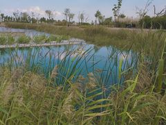 -鹦鹉洲湿地公园