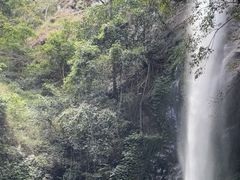 -莫里热带雨林景区