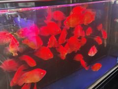 -南汇花鸟市场(上海浦东新花卉店)