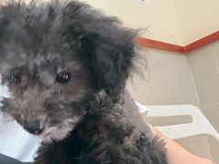 -艾贝尔宠物医院 ·内科全科(梁溪路店)