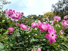 -人民公园(罗湖区)