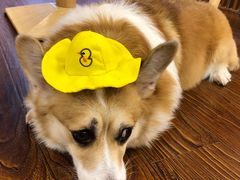 -豆柴町-柴犬主题狗咖(红鼎国际C座店)