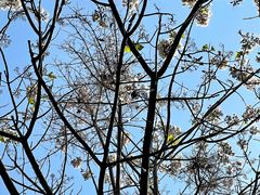 -大兴滨河森林公园