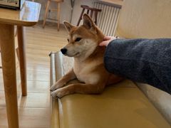 -柴の食堂·日式家庭料理·熊之肆(大学路店)