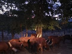 -清迈夜间动物园