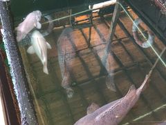 -蓝湾碧波·老字号·疍家非遗海上餐厅