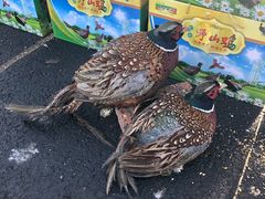 -蒲河大集