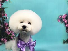 -读宠于你·约克夏比熊·睫角守宫·爬宠售卖(高新店)