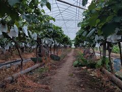 -马陆小张葡萄园农家乐