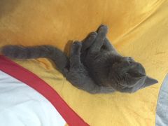iphone_upload_pic-喵的天空名猫咖啡馆·撸猫·猫舍·用品