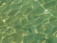 -东姑阿都拉曼海洋公园