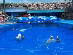 -海合安成都极地海洋公园