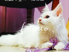 -70cat德文卷毛猫·缅因猫纯种猫舍