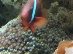 -北戴河圣蓝海洋公园