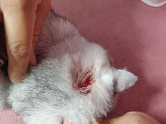-1013 PET SHOP精品宠物商店(丁香店)