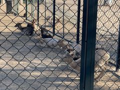 -北京麋鹿生态实验中心