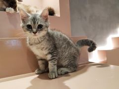-猫儿山۰猫主题餐厅