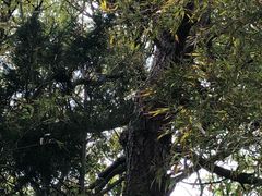 -普陀山慧济禅寺