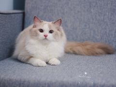 -Bastet sally猫舍购宠(静安店)