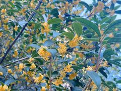 -桃花岛公园