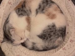 -猫色咖啡·猫咖
