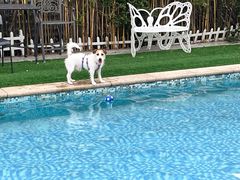 -汪说喵讲宠物乐园宠物酒店(红星美凯龙店)