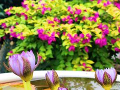 -广州莲花山旅游区