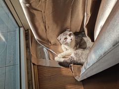 -佳雯宠物医院·皮肤科·内外科(春晓路分院)