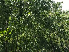 -晓港公园