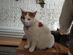 -平行世界·猫咖(首经贸店)