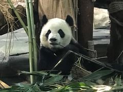 -泉州海丝野生动物世界