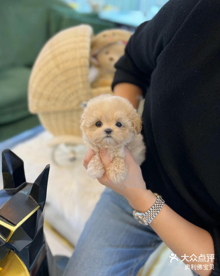 精品韩系马尔泰杭州超多韩系狗狗可选犬舍