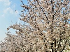 -嘉定紫藤园