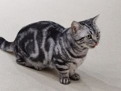 -藏猫猫咖啡主题馆(中央大道店)