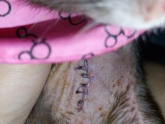 -瑞派·关忠动物医院·异宠专科·犬猫肿瘤·皮肤专科(望京店)