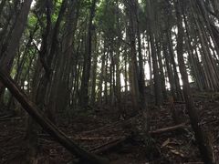 水杉林-井冈山风景名胜区-黄洋界