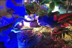 -恐龙探索乐园(磁器口店)