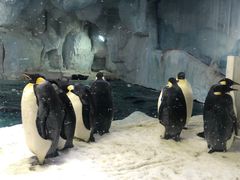 -帝企鹅自助餐厅•儿童岛•真企鹅(长隆企鹅酒店)