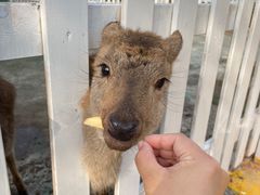 -前小桔亲子创意农场·草莓采摘·露营烧烤