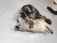 -COLOR PETS 撸猫馆·购猫·猫咖(长风大悦城店)