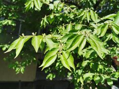 -蛮横肉蟹煲(印象城店)