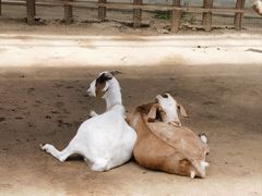 -呀路古热带植物园