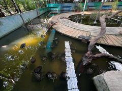 -广州长隆飞鸟乐园