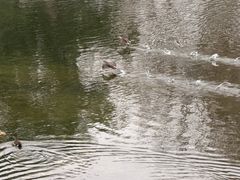 -金银湖国家城市湿地公园