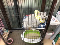 -可蒙动物医院·猫科·骨科中心(首义路店)