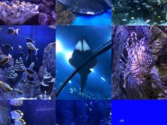 -成都浩海立方海洋公园